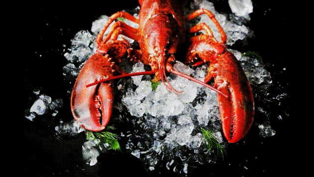 龙虾青龙和花龙区别,龙虾也是生物为什么我们要吃它