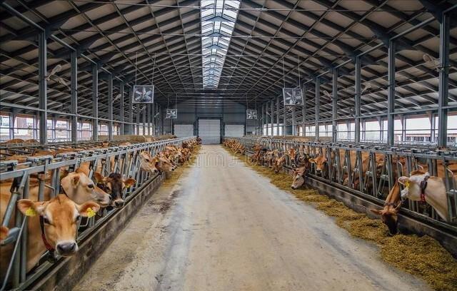 肉牛养殖技术西门塔尔牛养殖视频,生牛养殖和肉牛养殖的区别