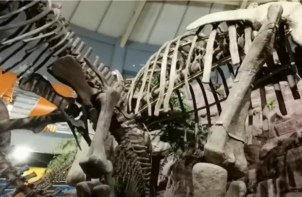 郑州博物馆讲解,郑州大鲵科普展馆