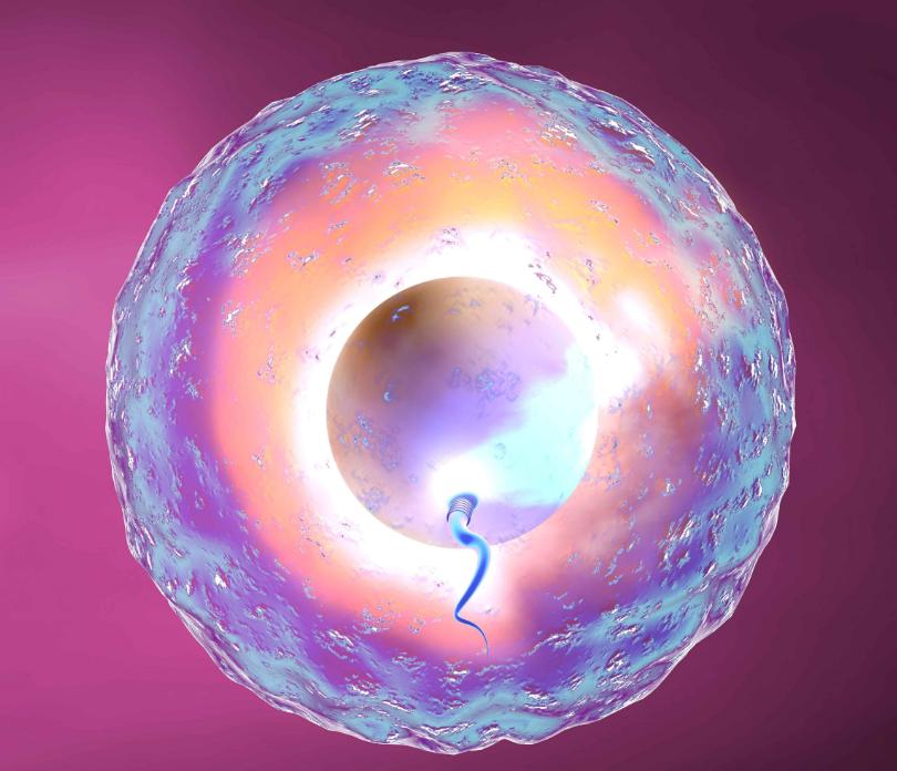 当精子和卵子相遇后还会排卵吗,精子遇到卵子一生的运气