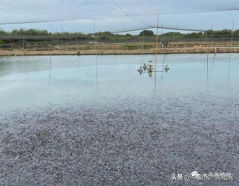 长期上门收购养殖泥鳅,收购泥鳅利润