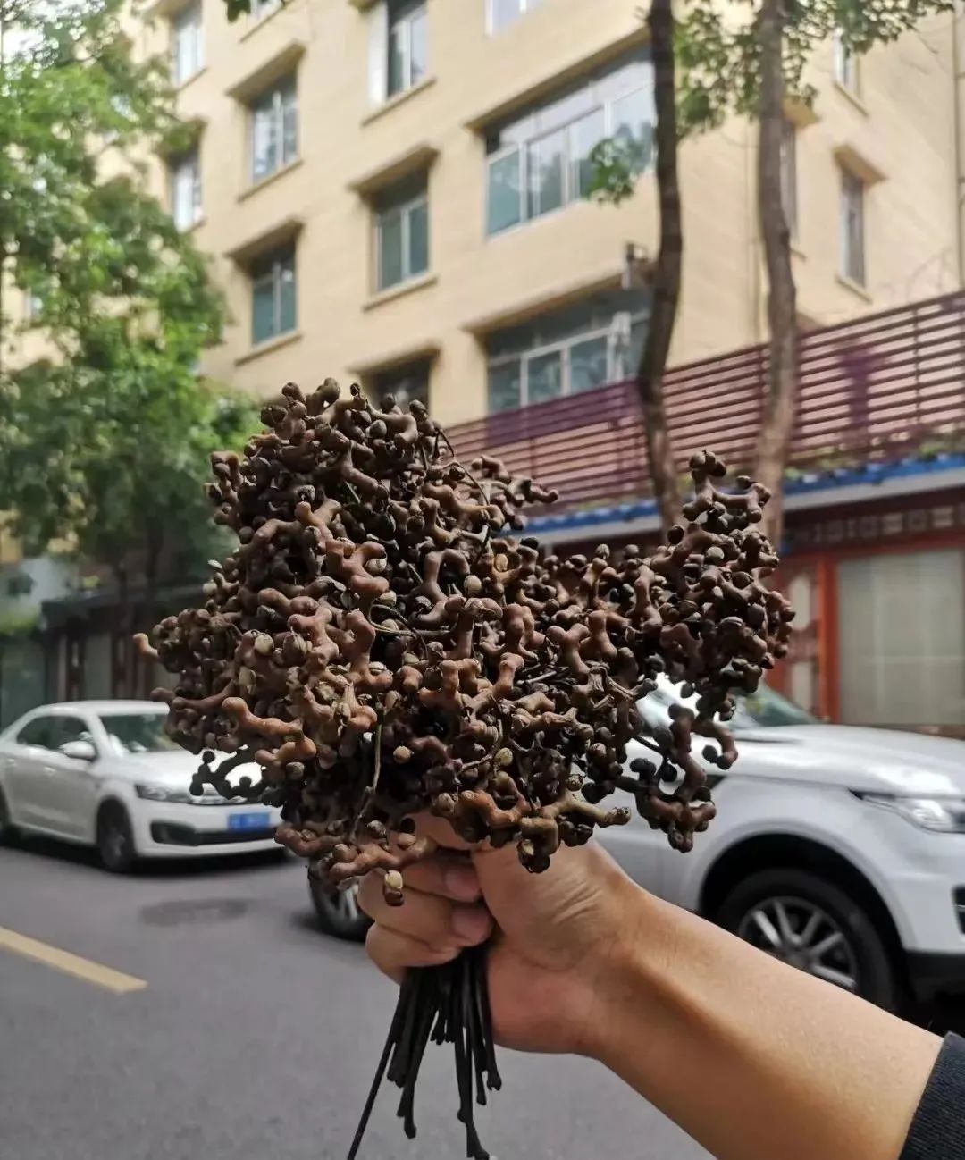 枳椇子的解酒功效,解酒药枳椇子怎么使用