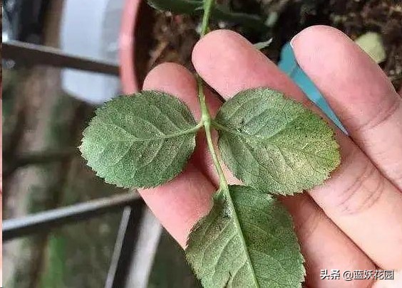 月季花盲芽,月季花怎么有盲枝和盲芽呢