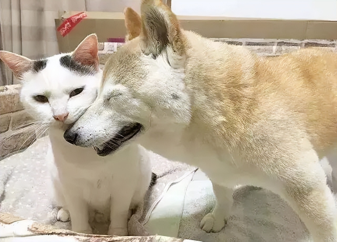 犬瘟狗狗临死表现,狗狗临死之前有哪些表现和症状