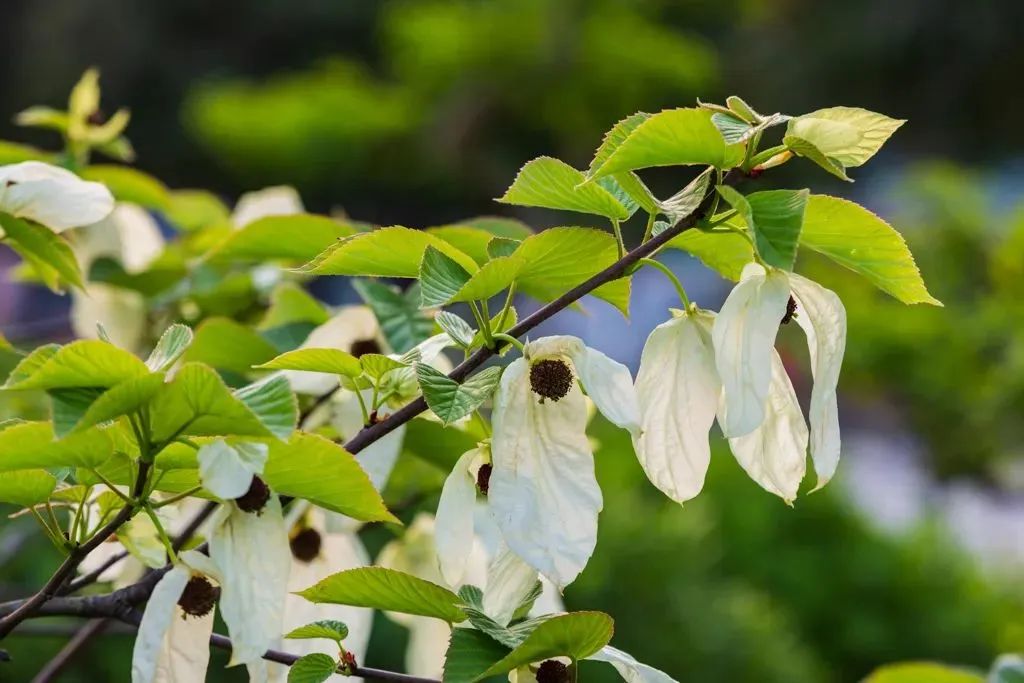 来认识长在石头上的植物,成都有哪些生物