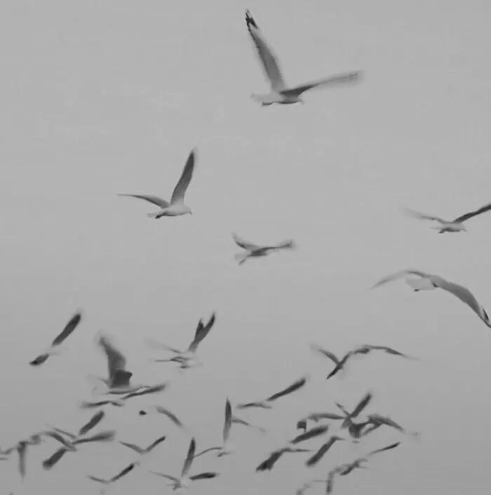 千万别读《项塔兰》，因为读完之后，我怕你再也不是原来那个你。