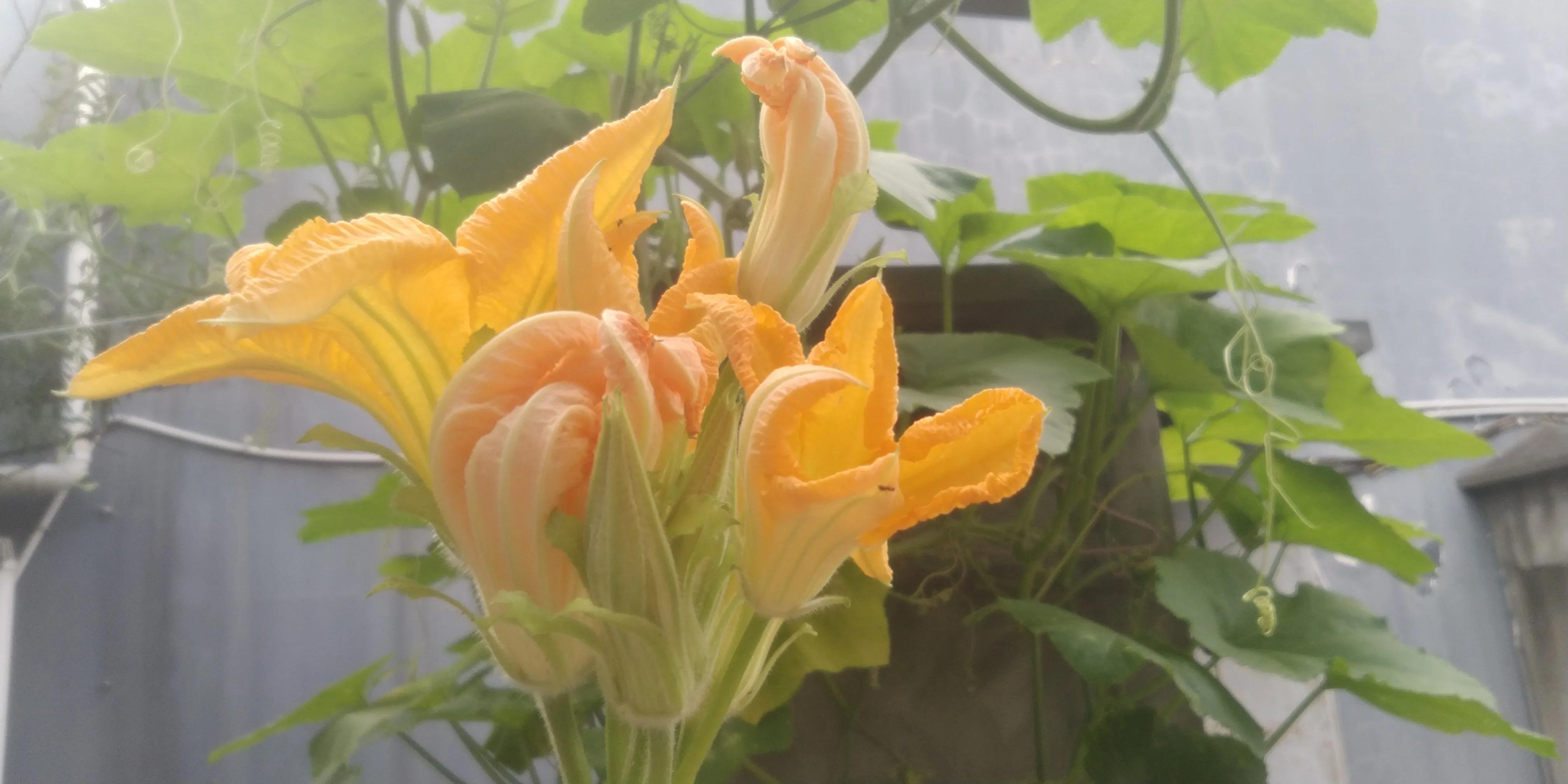 超级美味的南瓜花,南瓜藤是这个季节最好吃的蔬菜