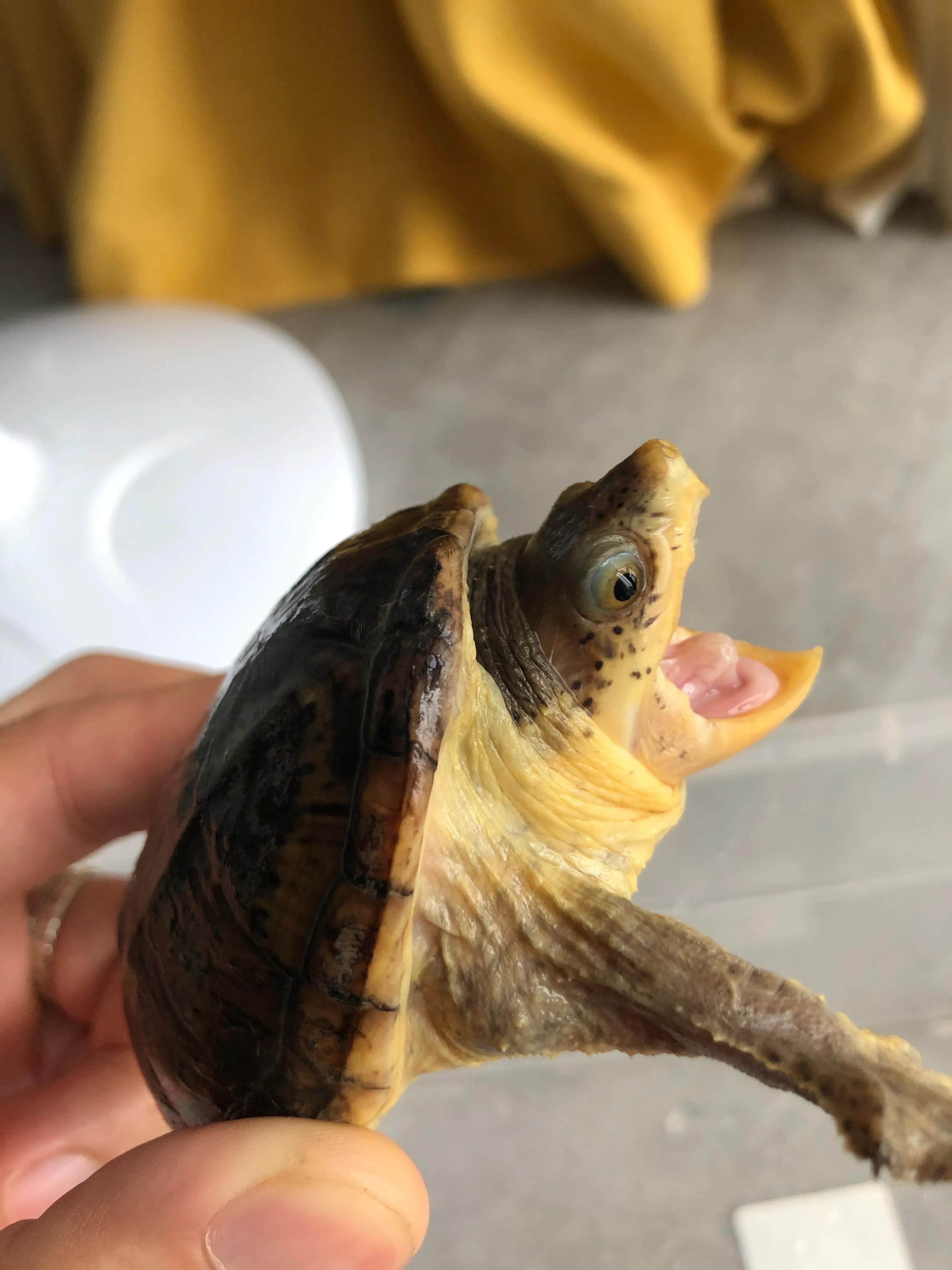 养龟上瘾,养龟人有什么特征