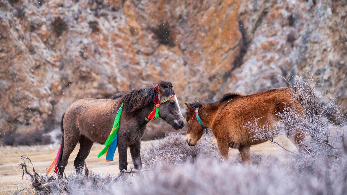 藏南林芝管辖地图,西藏藏南林芝县