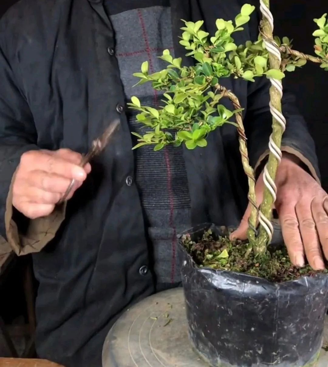 榆树盆景鸡爪枝修剪,映山红盆景花后怎样修剪枝