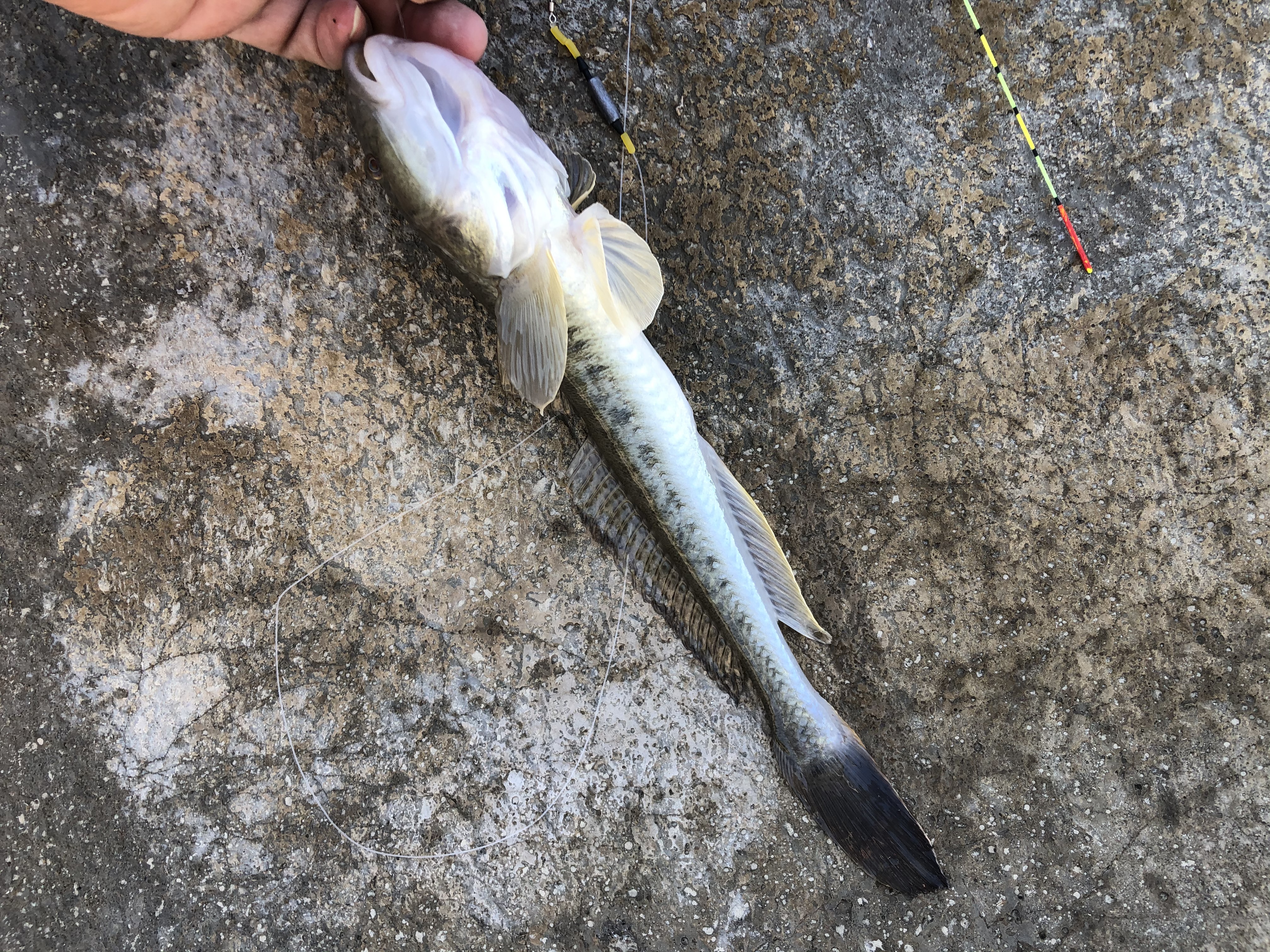 东北楞巴鱼怎么钓,楞巴鱼几月可以钓