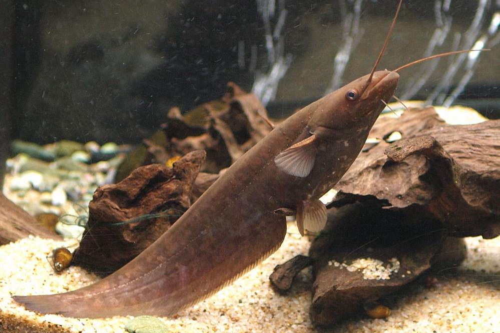 黑龙江鱼类大全名称,黑龙江十大出名鱼排名