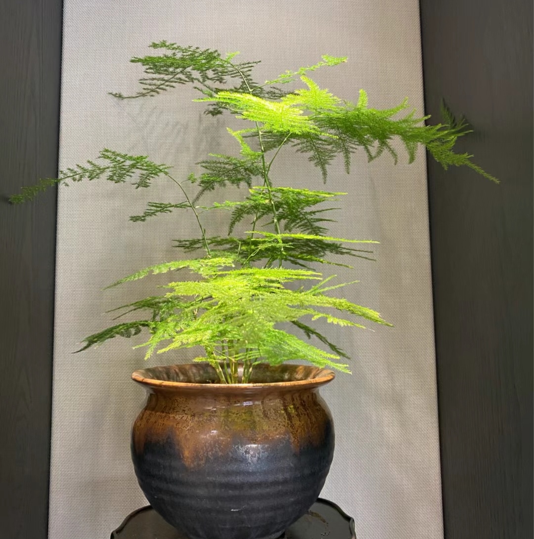 走霉运养什么花旺财运呢,养什么花好运气又旺财