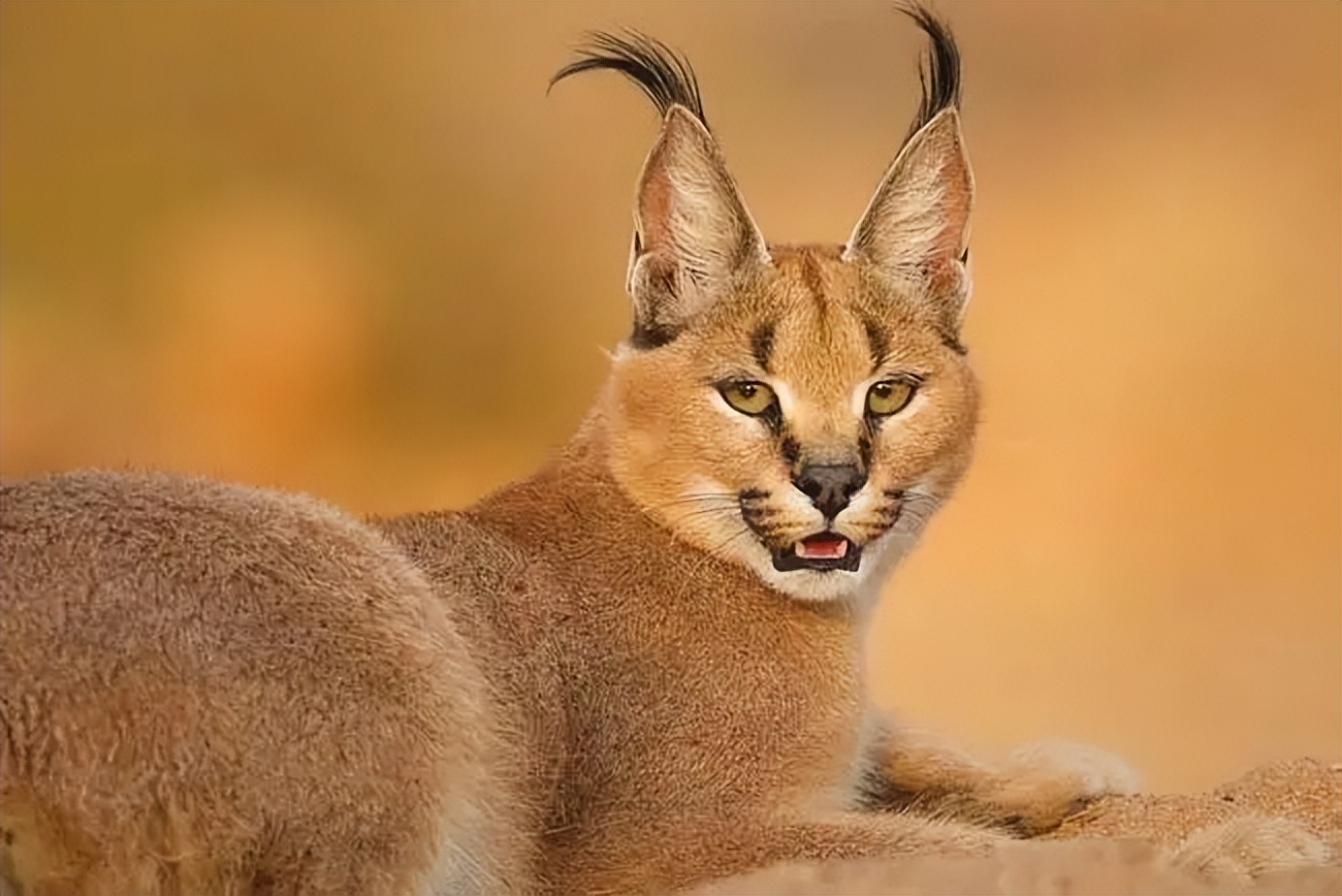 可爱的外表下藏小恶魔,可爱的外表下邪恶的心灵