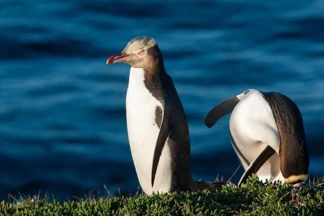 新西兰风景冷知识简介,真实的新西兰你了解多少