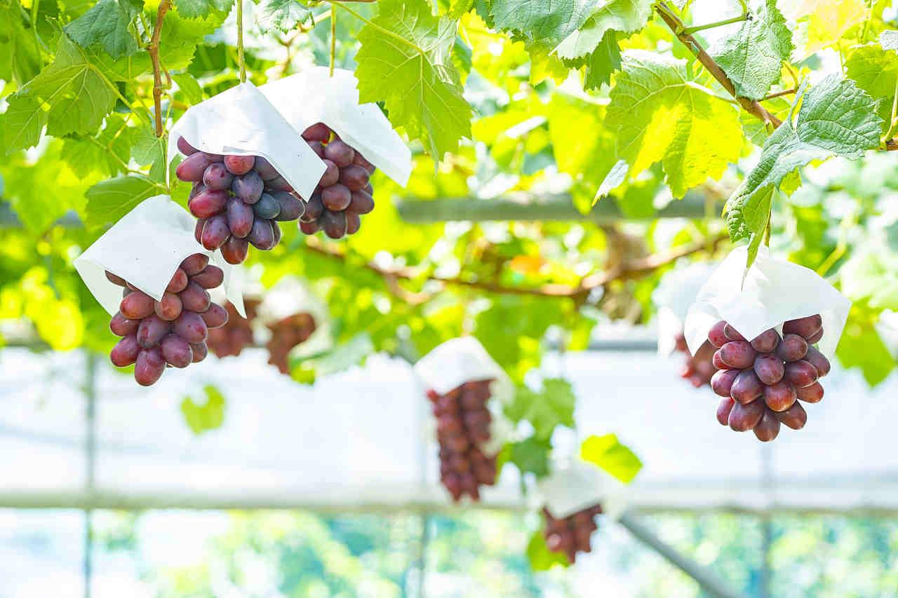 日本“*锁封**”多个水果品种，严防死守禁止流向我国，有什么后果？