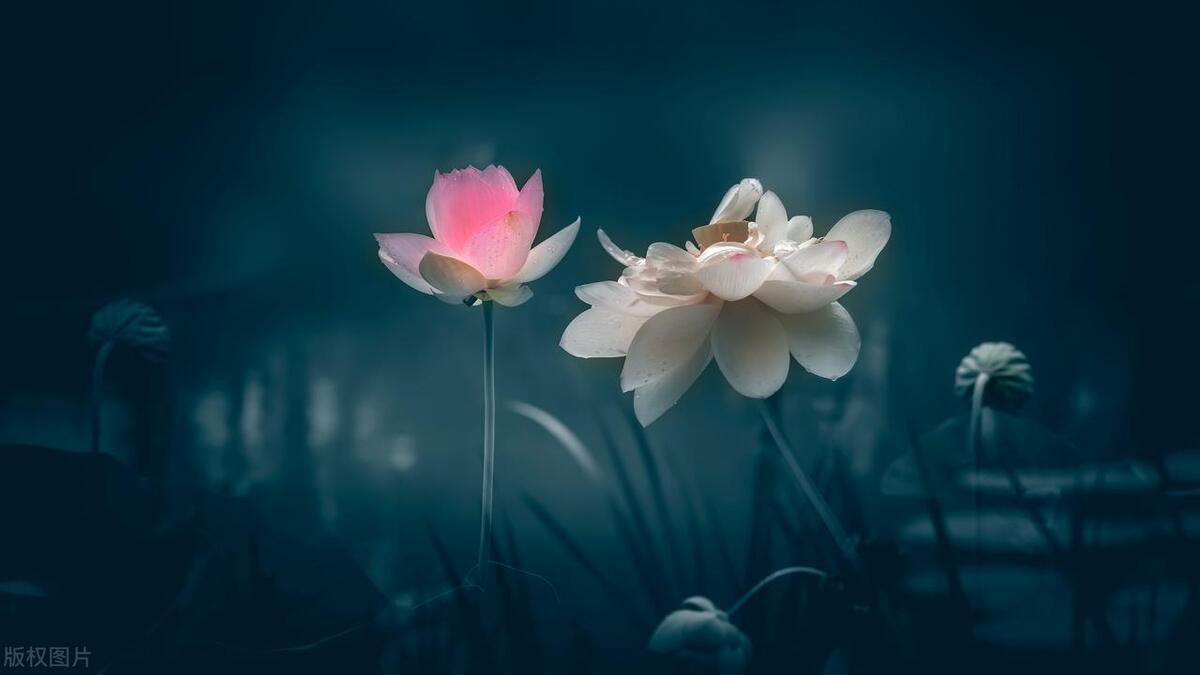 中华民族伟大复兴首先是传统文化,中华民族的伟大复兴与文化的传承