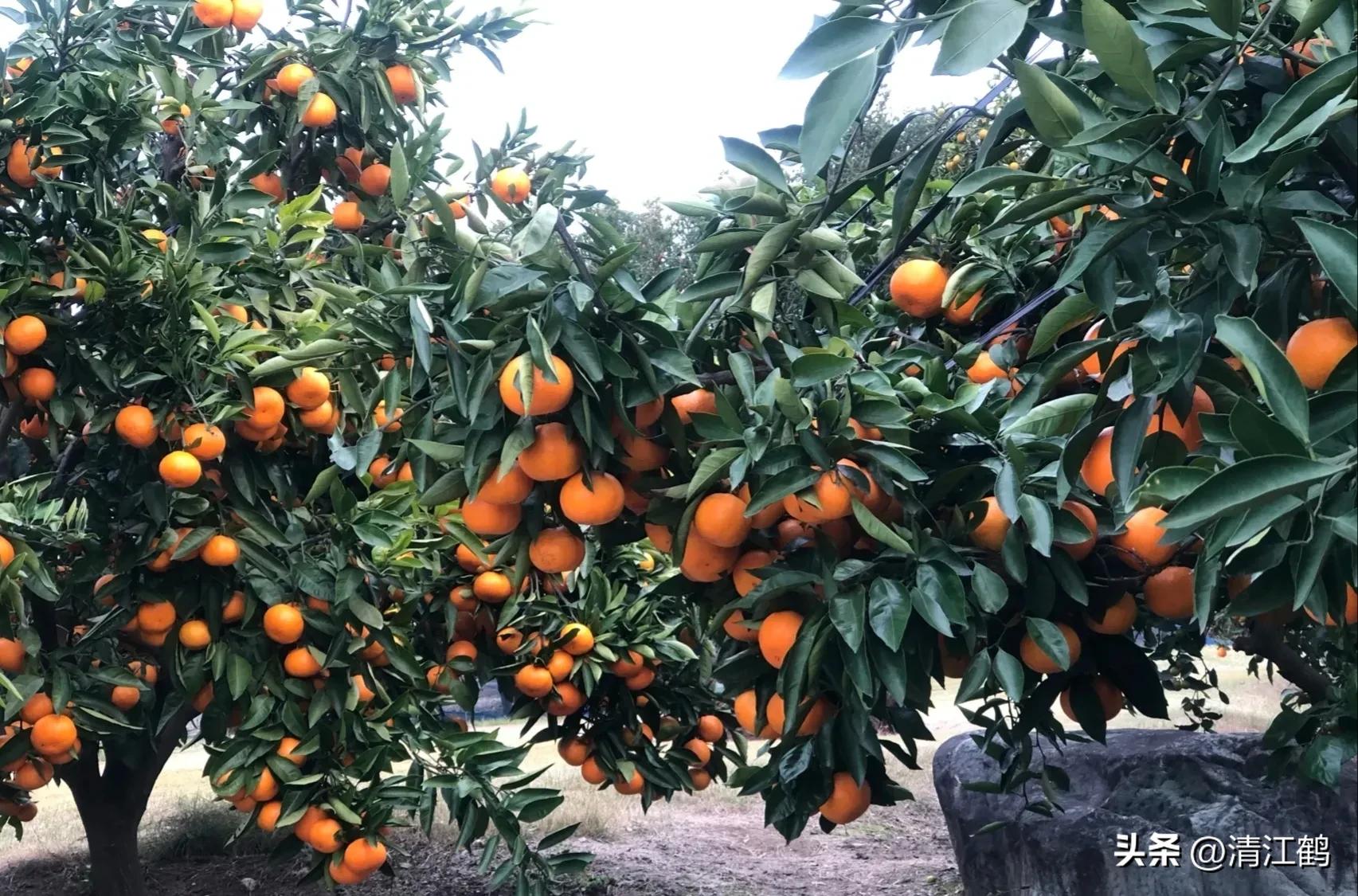 如何防柑橘成熟期低温落果,柑橘返青后怎样脱青