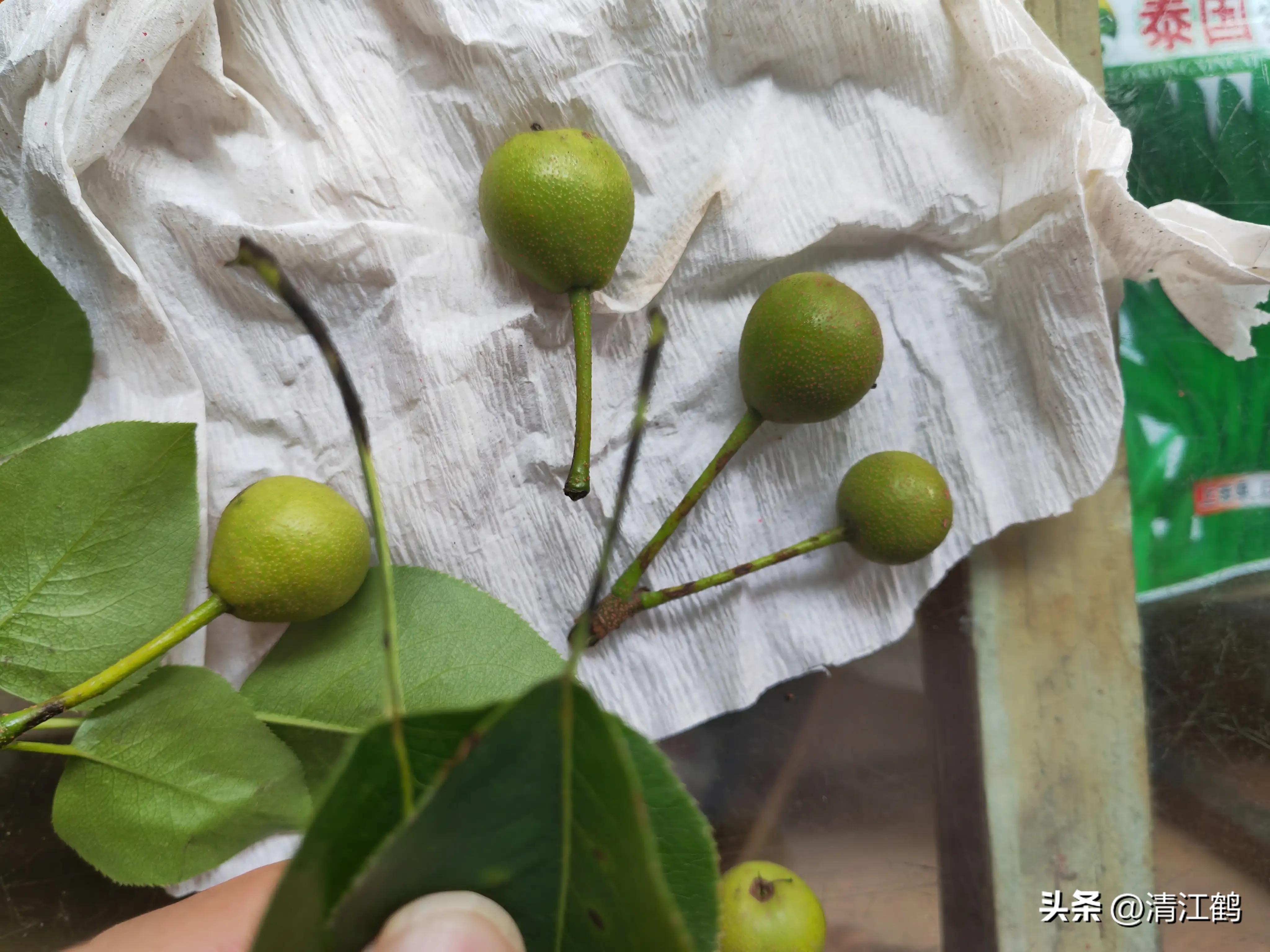 治疗黑星病的特效药物有哪些,黑星病的克星是啥药