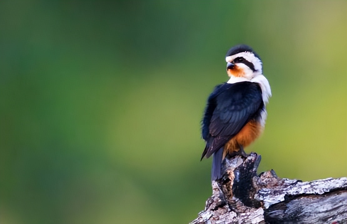 云南有红腿小隼吗,隼是不是最厉害的鸟