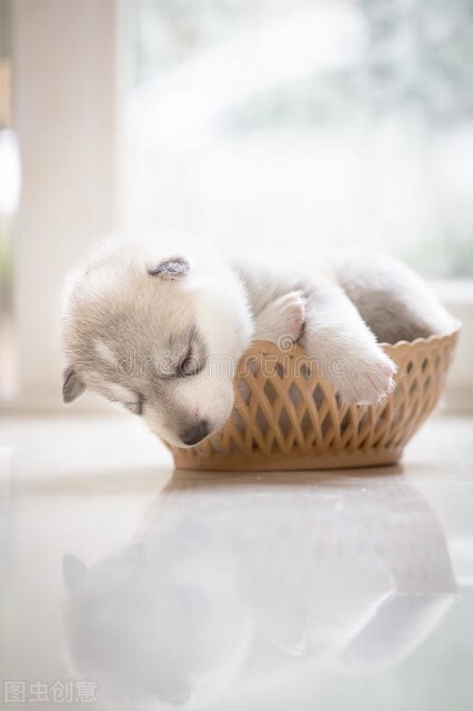 哈士奇体臭怎么治,哈士奇臭是怎么回事