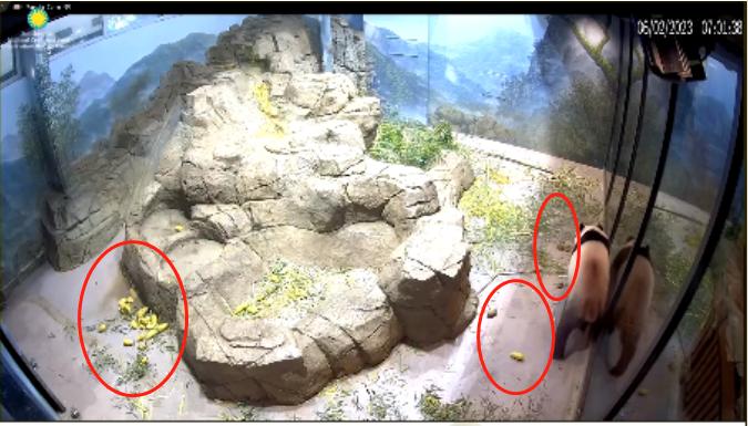 6.3日小奇迹崽崽:快给本崽崽多多上供能吃的竹子和竹笋