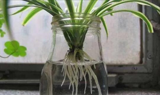 吊兰可以用水养吗,用水养吊兰的小技巧