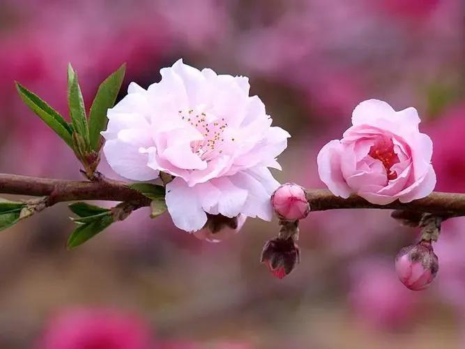 喜鹊桃花的诗词,美人似桃花诗词