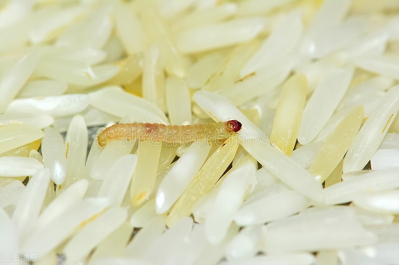 生虫的大米和发霉的大米辨别,夏天避免让大米发霉生虫的办法