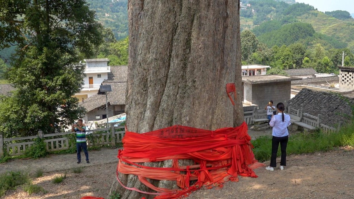 金丝楠木价值10亿,地下几百年的金丝楠木价值