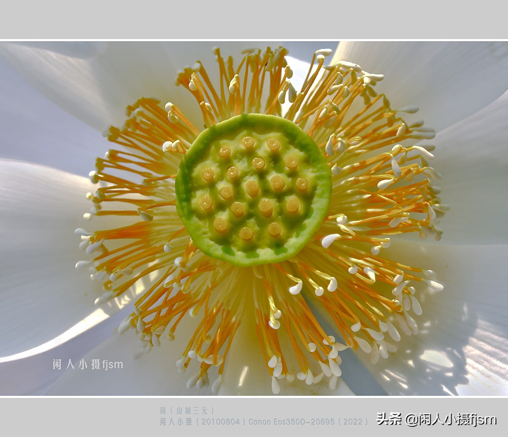 把荷花拍高级的摄影技巧,摄影荷花的拍摄技巧