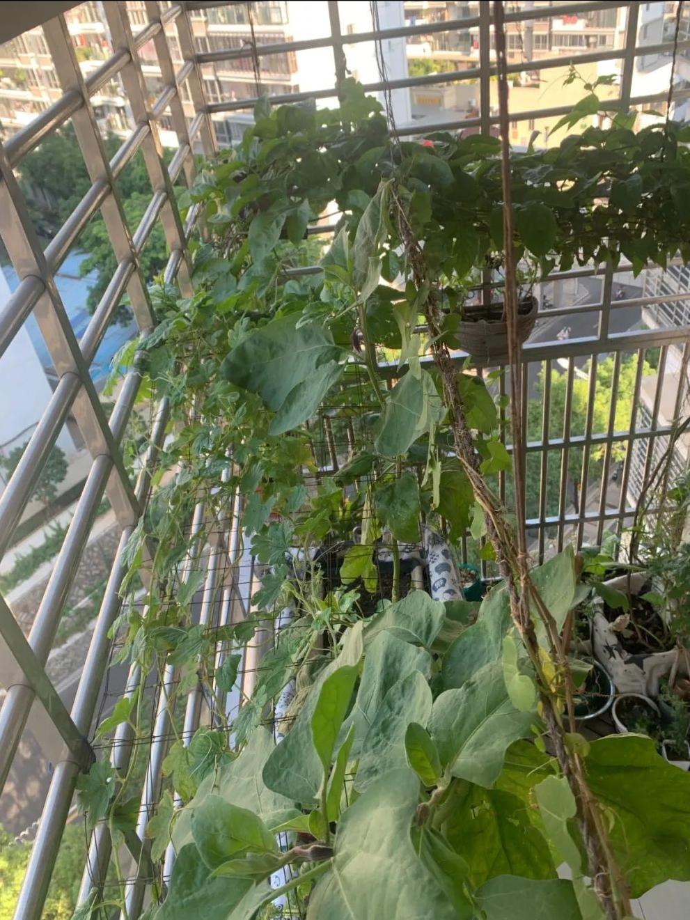 阳台适合种的果树蔬菜,阳台可以种植什么小果树