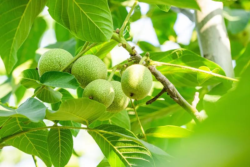 有颜值有内涵人居环境,有颜有格调有料有品质