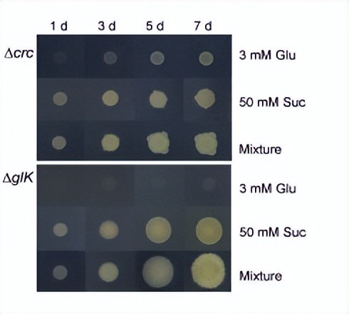 绿脓杆菌如何培养,绿脓杆菌做什么项目培养