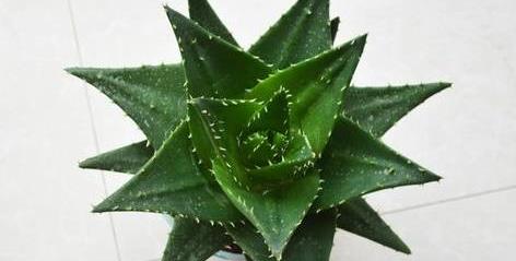 冬季单株芦荟发黄变软会死掉吗,芦荟叶子发黄干瘪枯萎可以剪掉吗