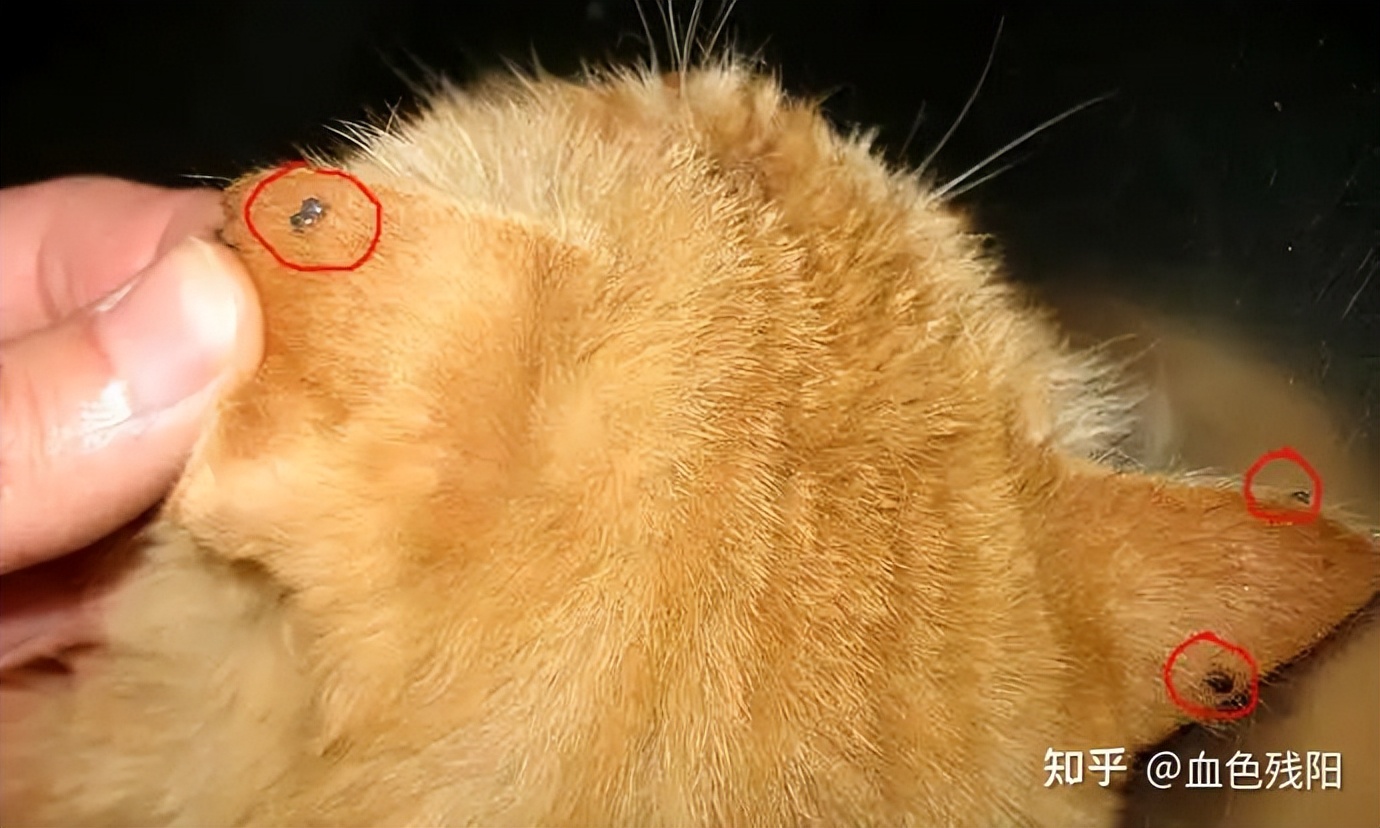 长寿猫咪,想要猫咪长寿需要注意这三件事