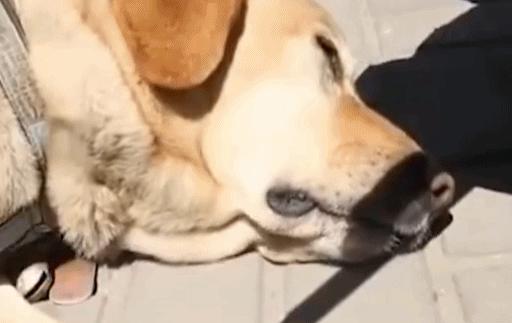 狗狗半夜哭叫要送走吗,狗狗半夜哀嚎像哭一样预兆着什么