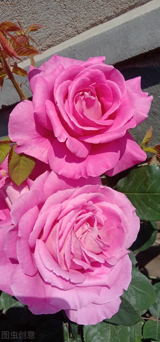 一花一深爱，花海美蓝天，花艳醉*光春**，花笑荡柔情，人间如仙境