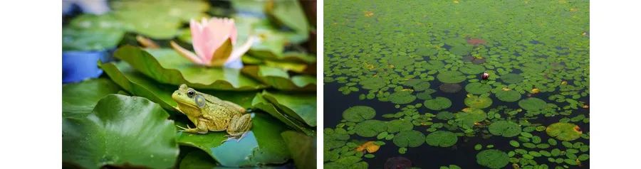 小青蛙呱呱呱,小青蛙