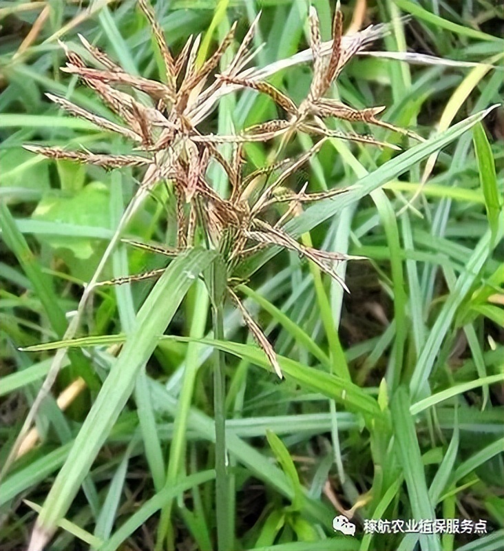草甘膦这样复配，除草干净又彻底