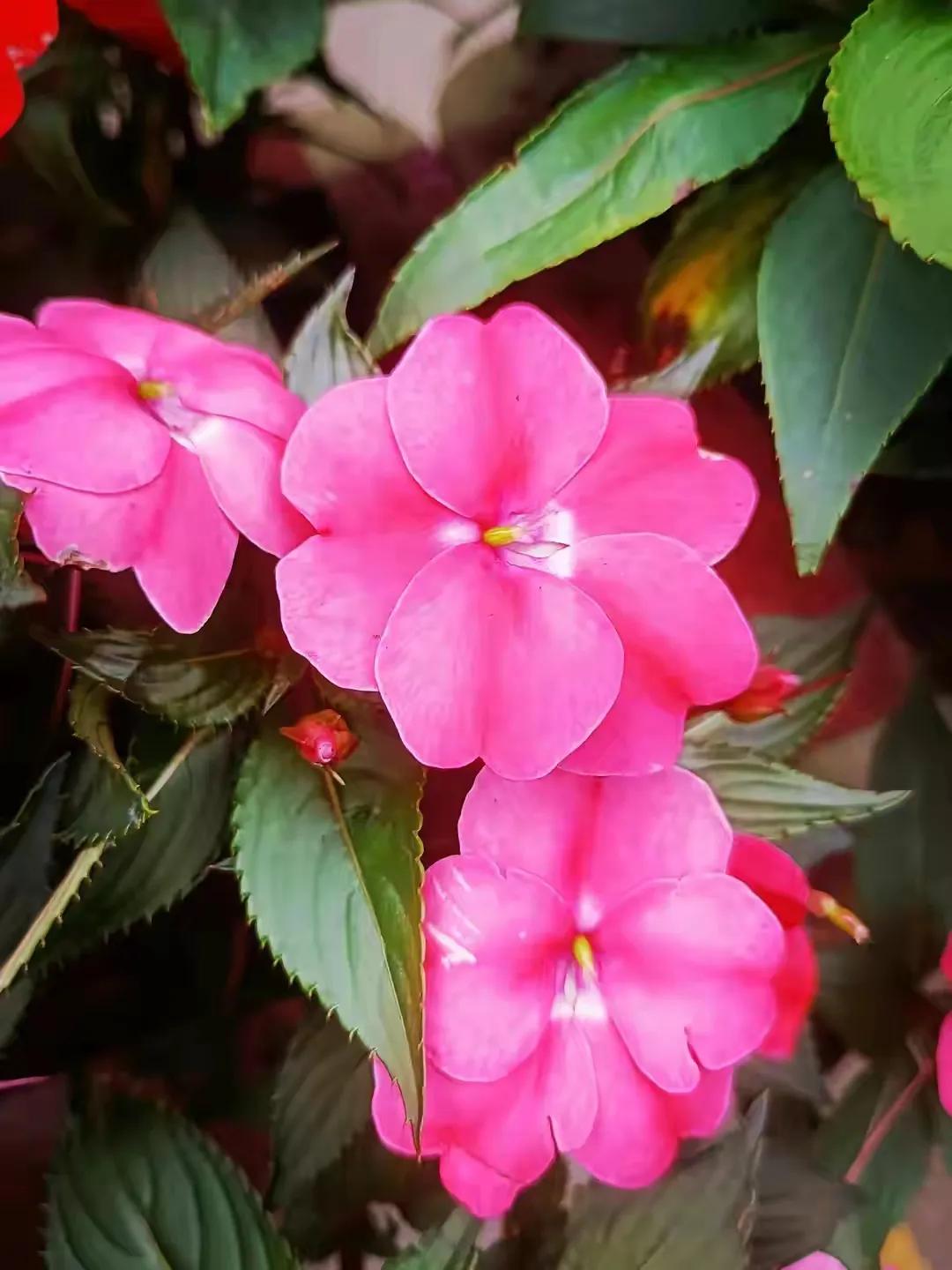美丽五颜六色的凤仙花,七月最美的花景视频素材