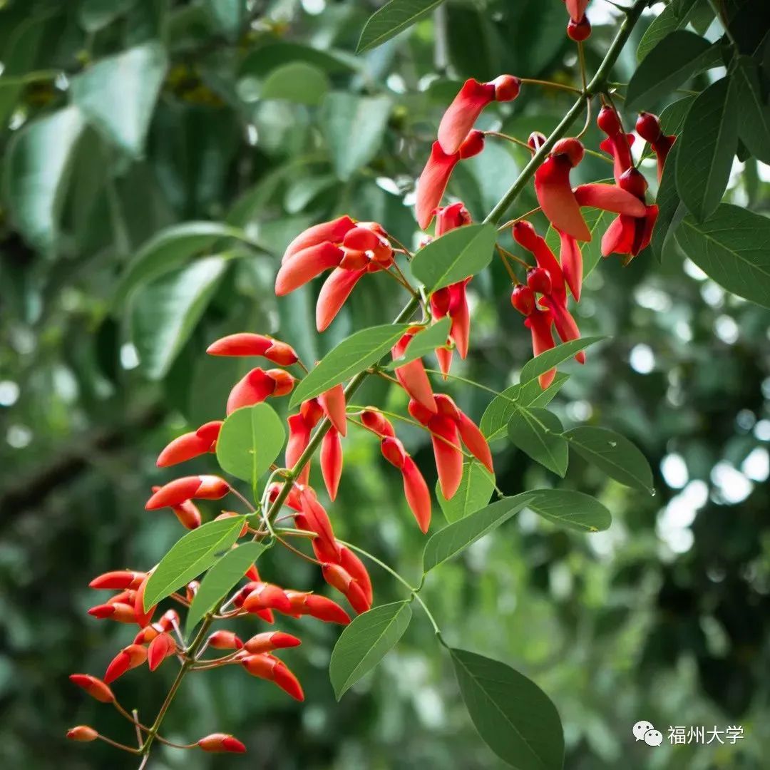 福州大学研究生2024招生目录,福州大学硕士研究生招生简章2024