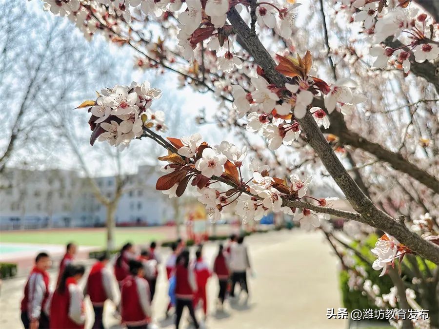 美！潍坊校园春景强势来袭