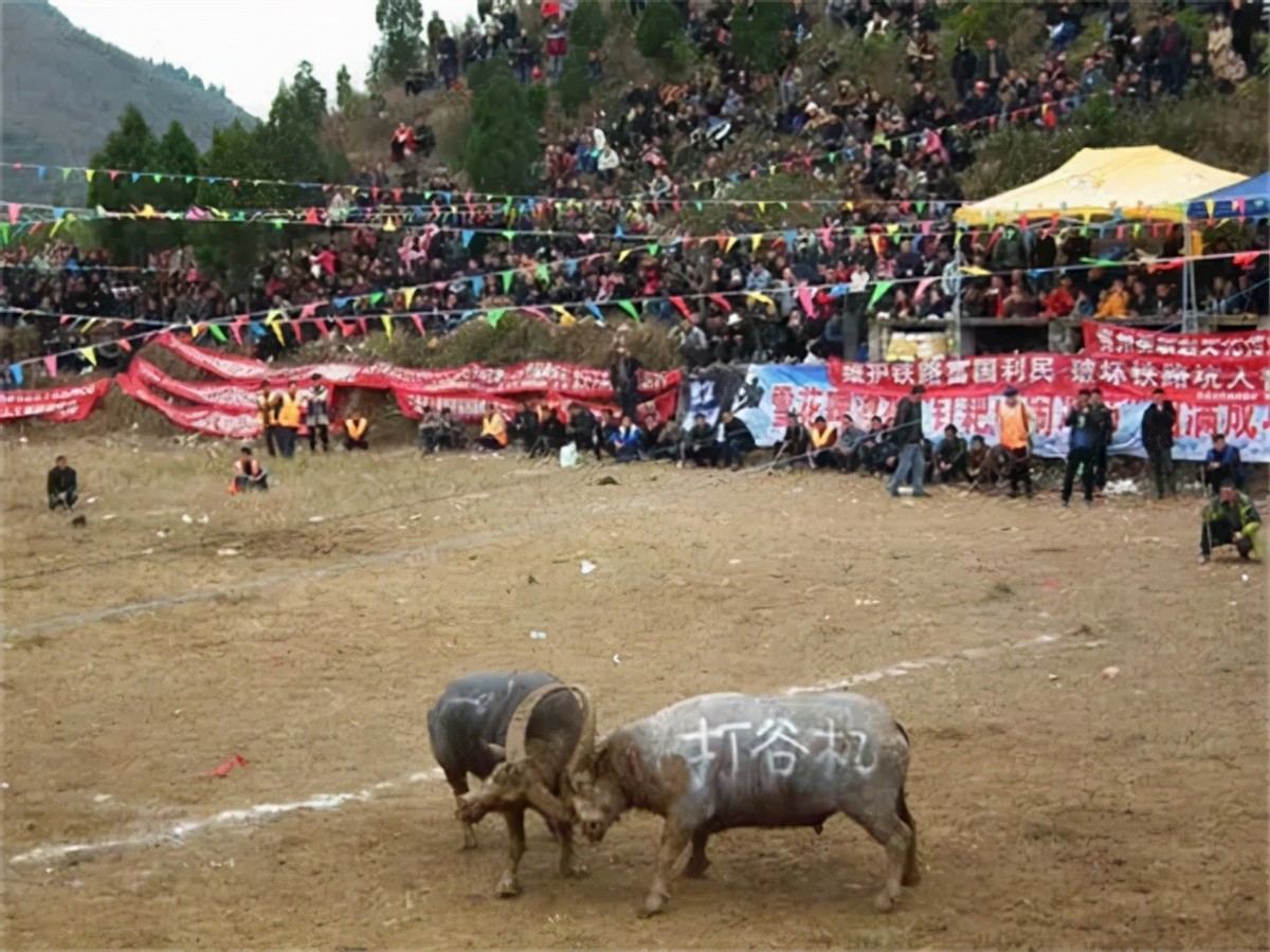 贵州牛王出战三江,牛王昆山所有视频