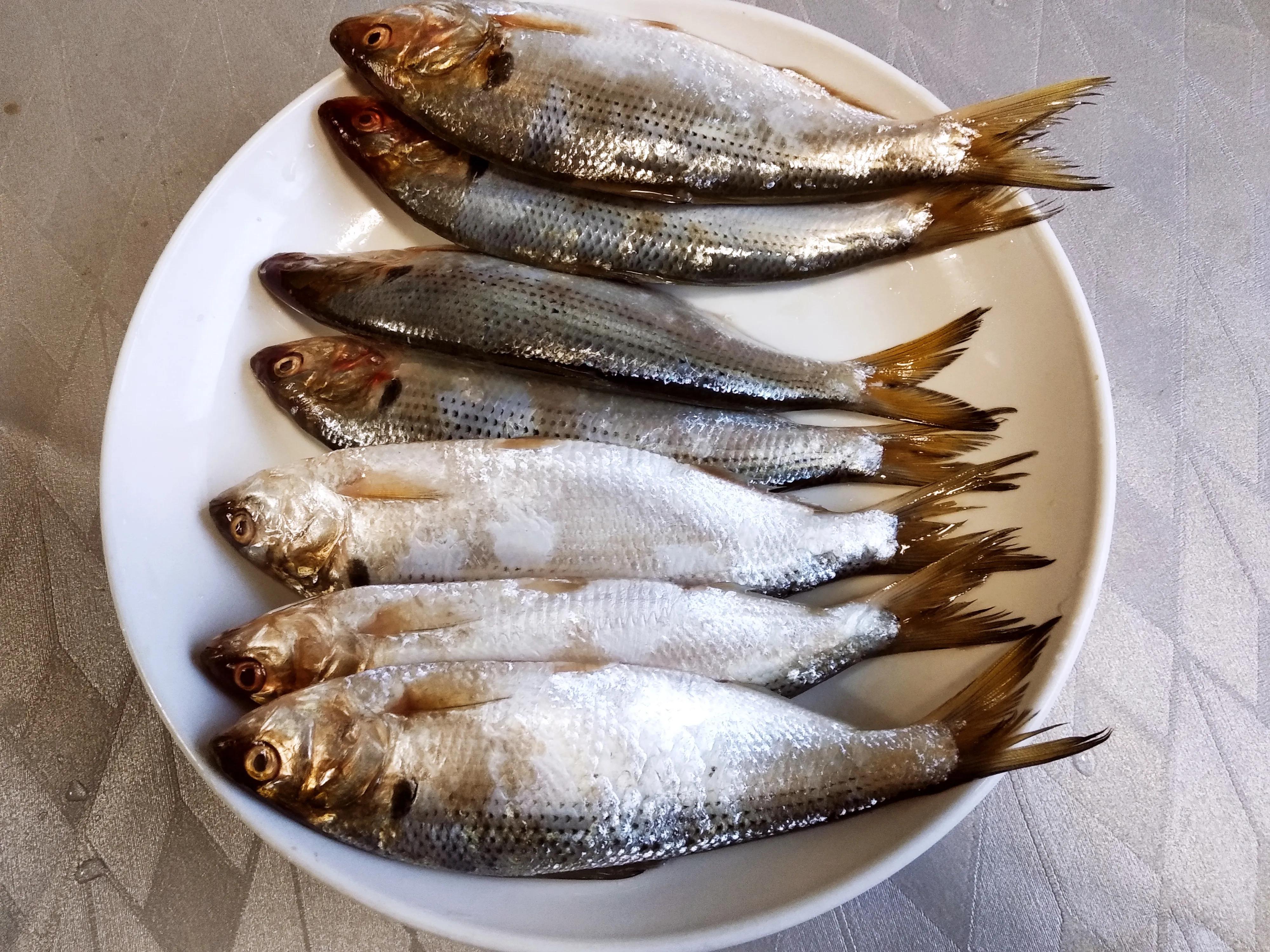 15种常见的海鱼,100种常见食用海鱼图谱