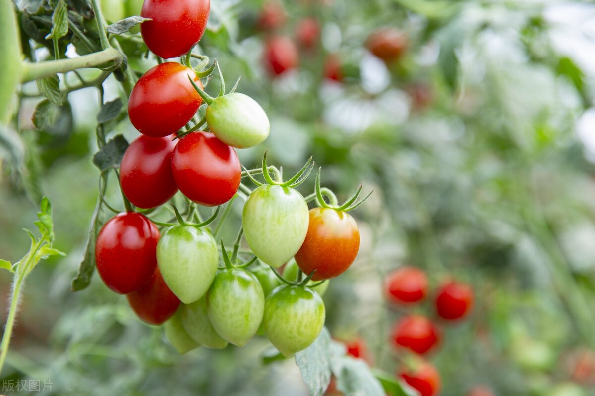 农业氨基寡糖素作用,氨基寡糖素对作物的作用