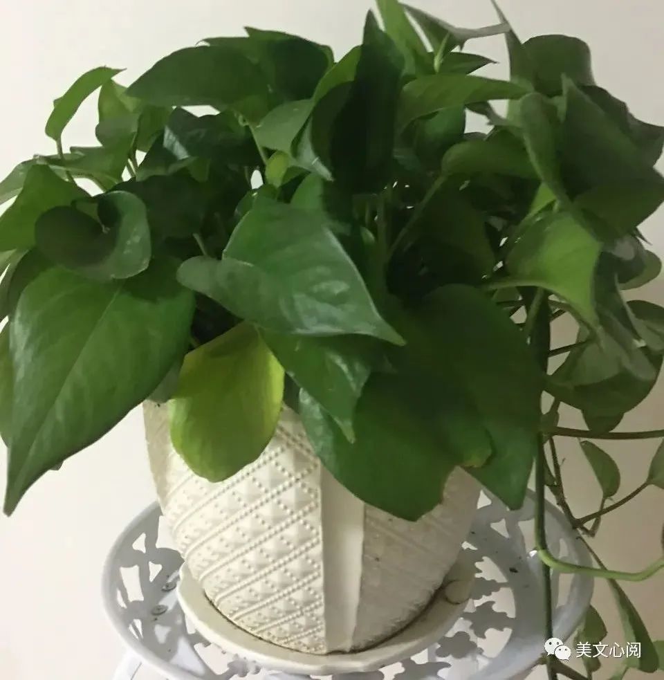 绿萝美文欣赏经典短句摘抄,绿萝美文欣赏经典语录