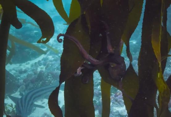 这个男人太大胆，因为夫妻不和谐，转身就爱上了一条章鱼！纪录片