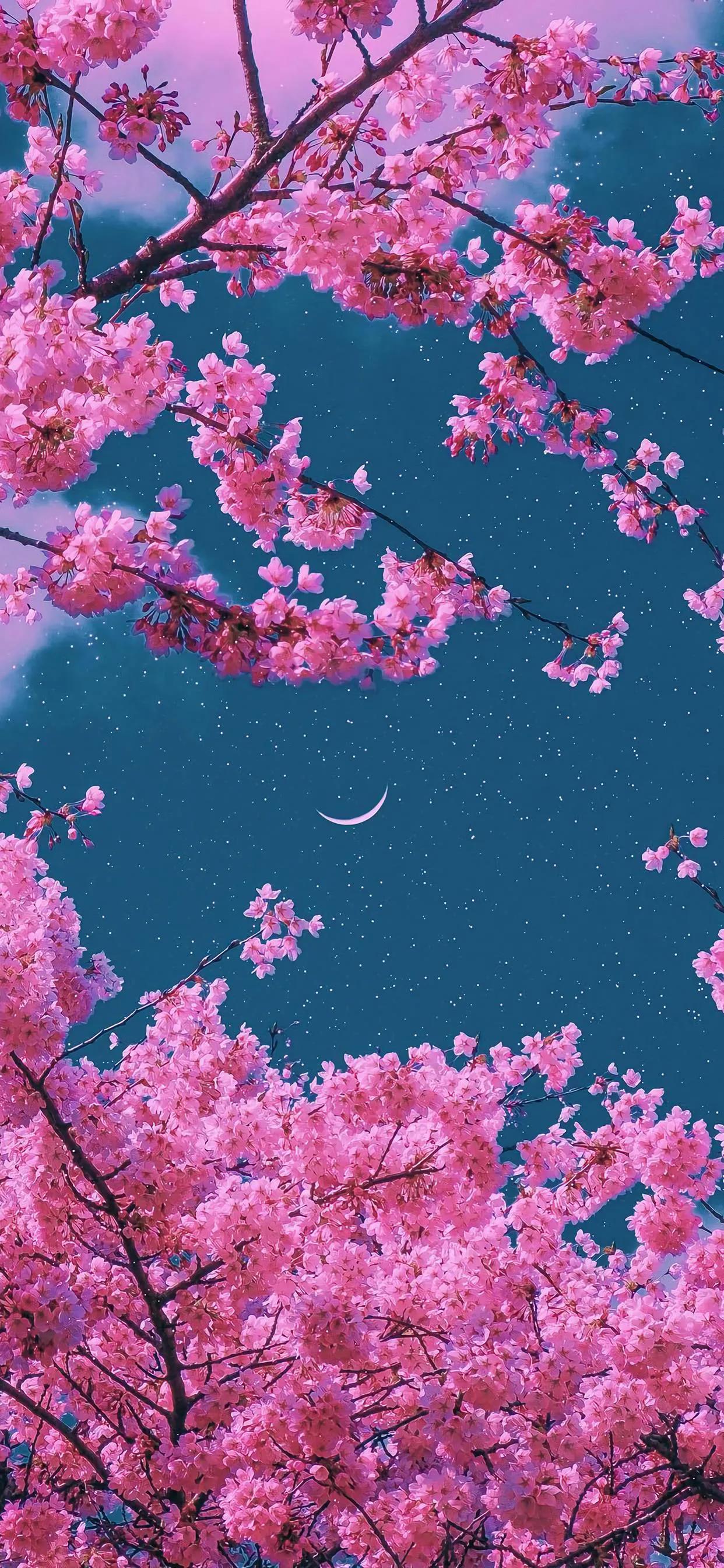 美丽的太阳高清手机壁纸,美丽的鲜花手机壁纸