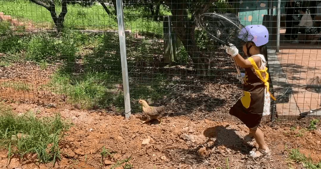 端午假期光明活动超精彩！音乐live、摘荔枝、包粽子……等你解锁！